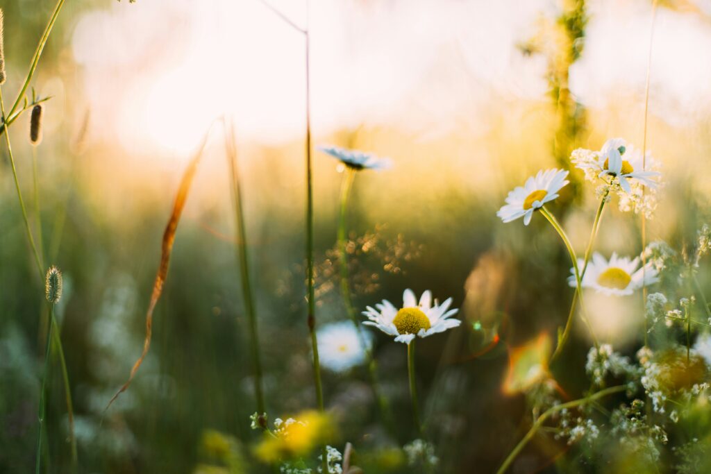 A field of wildflowers